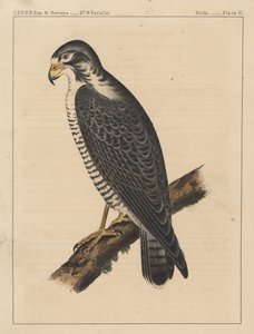 Birds, Plate XI